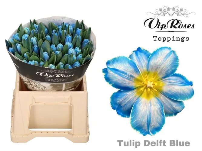 Tulipa Vip En Delft Blue