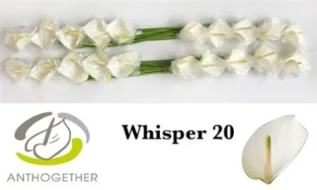 Anth Whisper