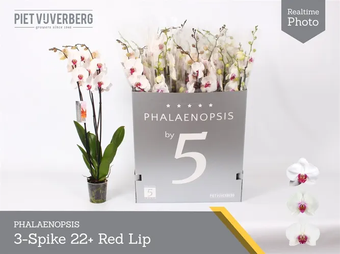 Orchidea Phalaenopsis Red Lips Xl, 3 výhony črepník 12 cm