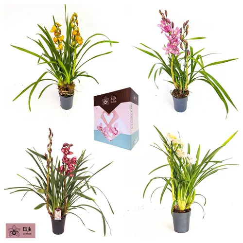 Orchidey ostatné (hlavný sklad)