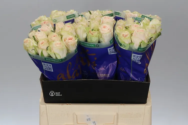Ruža Wedding Rose 60 cm