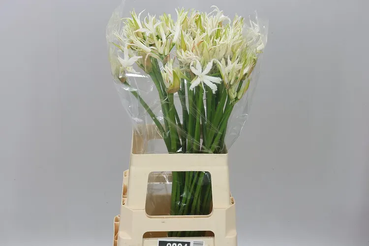 Nerine Bo White Tiger 70 cm
