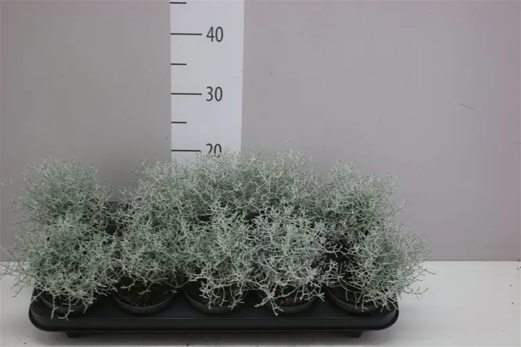 Calocephalus črepník 10,5 cm