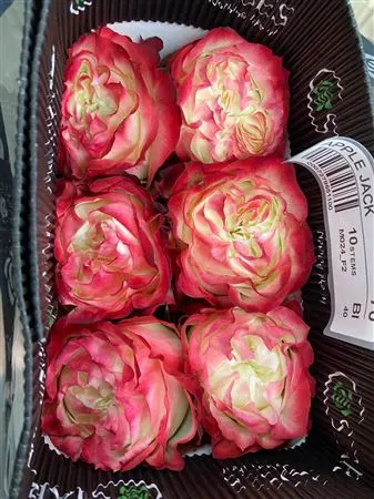 Rosa Gr Ec Apple Jack 70 cm