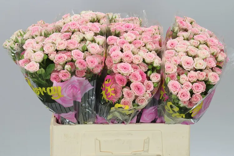 Rosa Tr Creamy Twister A2 60 cm