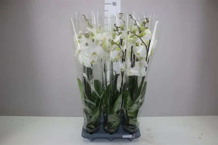 Orchidea Phalaenopsis biela, 3 výhony črepník 12 cm
