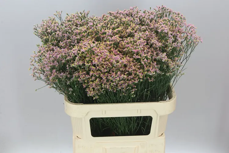 Limónium Sin Blush Dia 80 cm