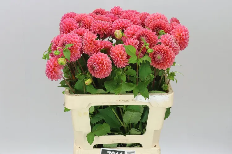 Dahlia Pink Runner 55 cm