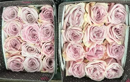 Rosa Gr Ec Sweet Menta 40 cm