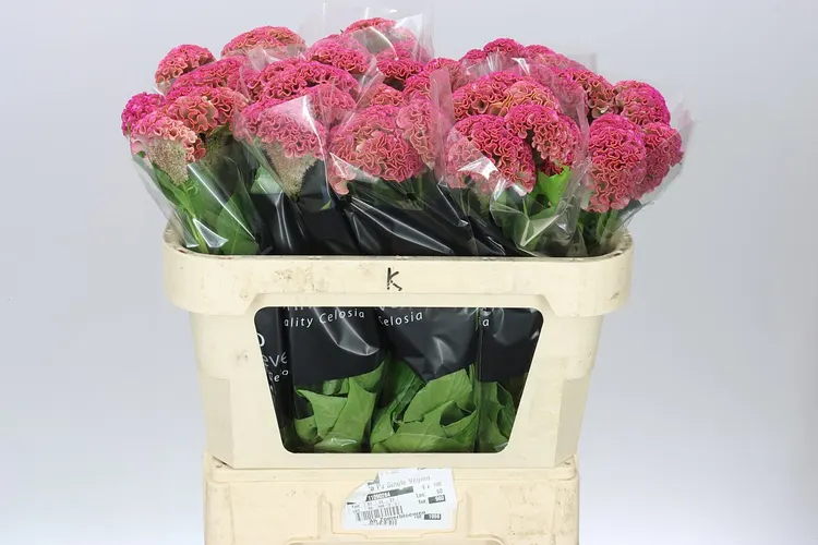 Celosia Reprise Rose 72 cm