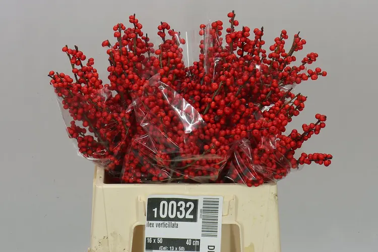 Ilex Verticillata 40 cm