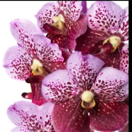 Vanda Divana Pink Mahoga