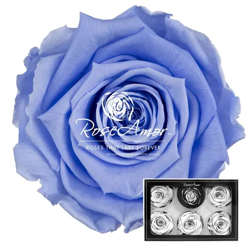 Stabilizovaná ruža XL ⌀ 6 cm, fialová VIO89