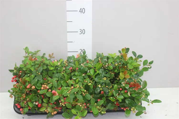 Gaultheria Pro Big Berry črepník 10 cm