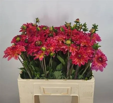 Dahlia Belfloor 50 cm