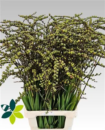 Crocosmia Berries Green 90 cm