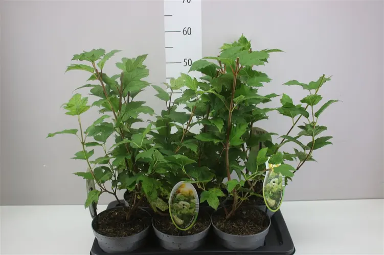 Viburnum Opulus Roeseum črepník 17 cm