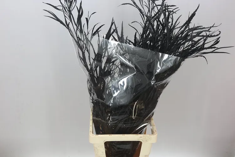 Grevilea Black 90 cm