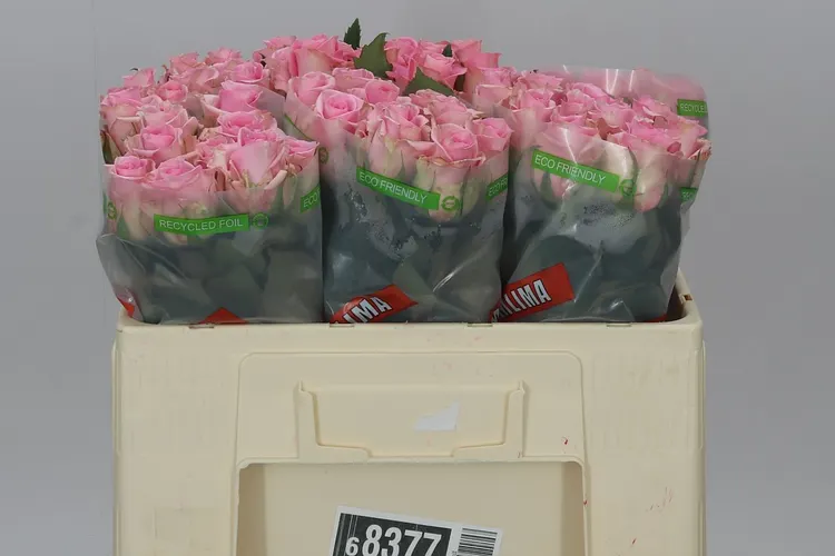 Rosa Gr Jessika 50 cm