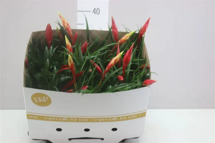 Vriesea Multi Gemengd črepník 12 cm