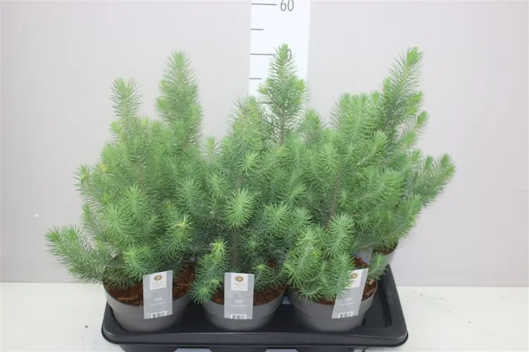Pinus Silver Crest črepník 17 cm