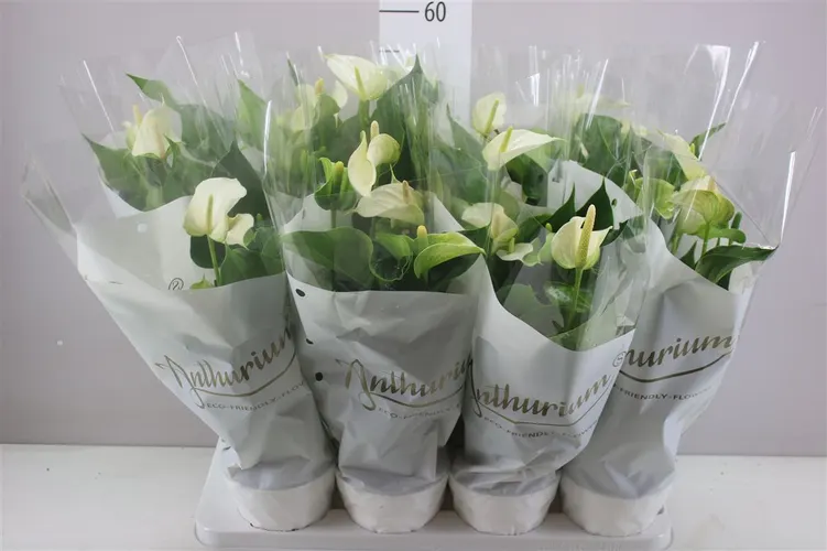 Anth An White Champion črepník 14 cm