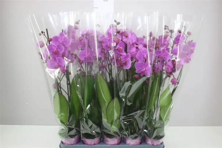 Orchidea Phalaenopsis Pasadena, 2 výhony črepník 12 cm