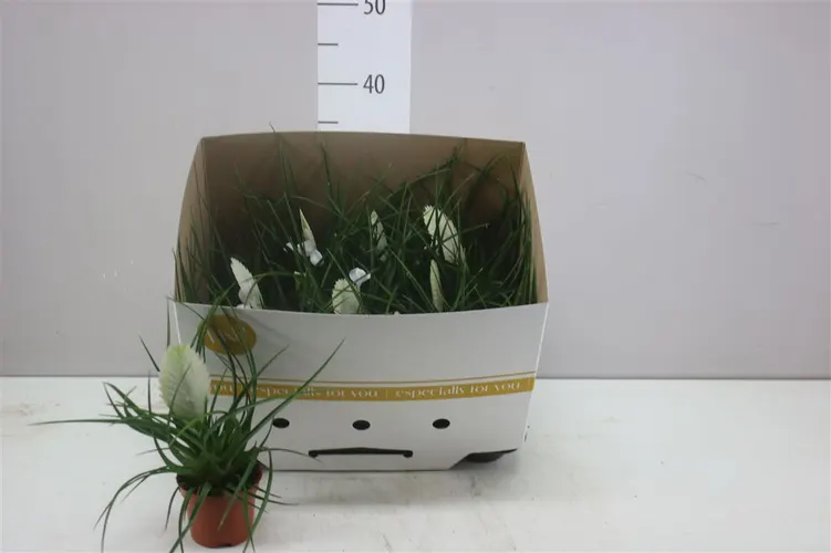 Tillandsia Cyanea Biancini črepník 9 cm