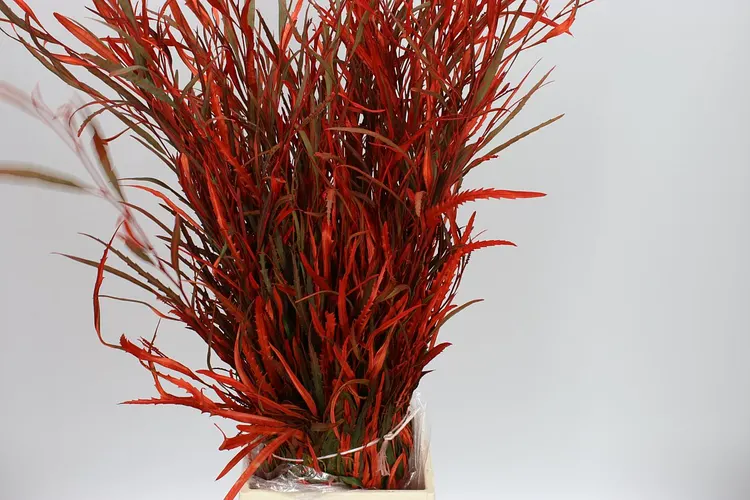 Grevilea Orange 80 cm