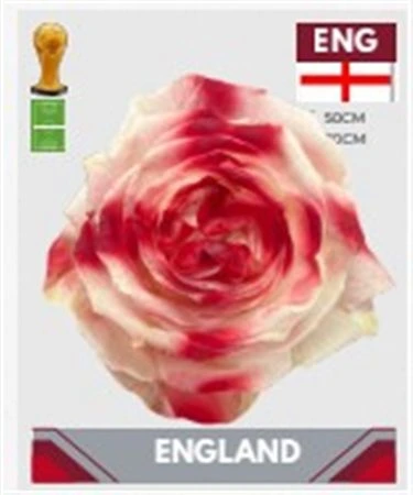Ruža farbená Fb England Uk, Ekvádor 50 cm