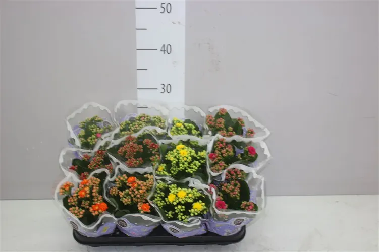 Kalanchoe Calandiva Mix črepník 9 cm