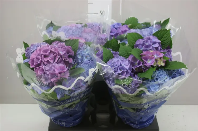 Hortenzia črepníková Blauer Zwerg 9+ črepník 14 cm
