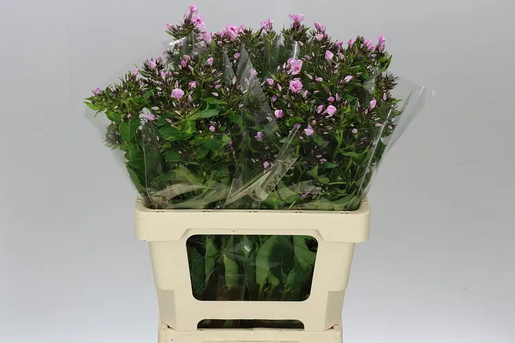 Phlox P Sweet Lexy Pink 60 cm
