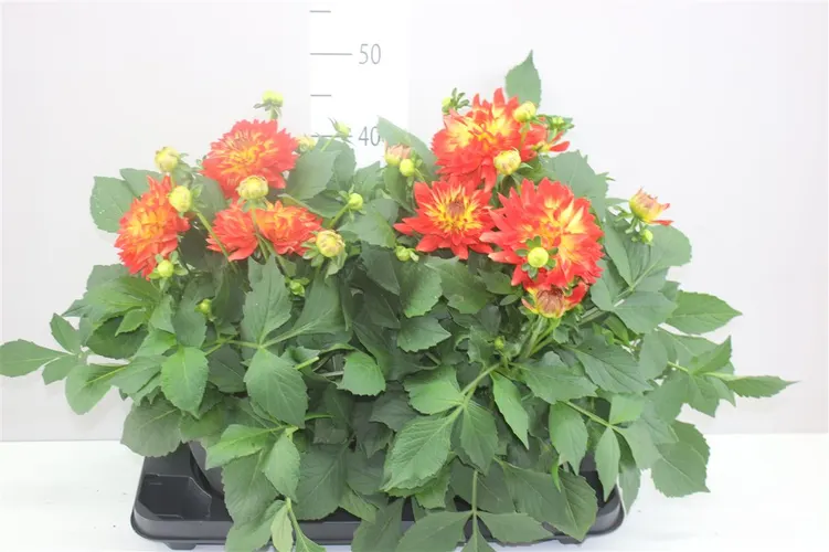 Dahlia L Magic Fun Flame črepník 23 cm