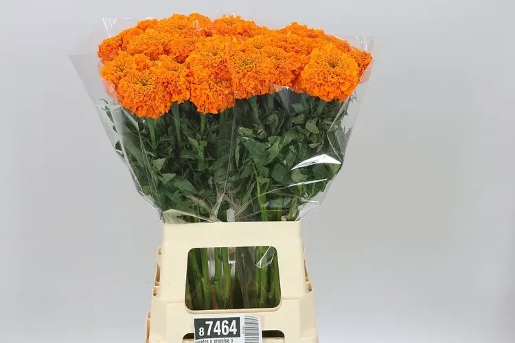 Tagetes Promise Orange 70 cm