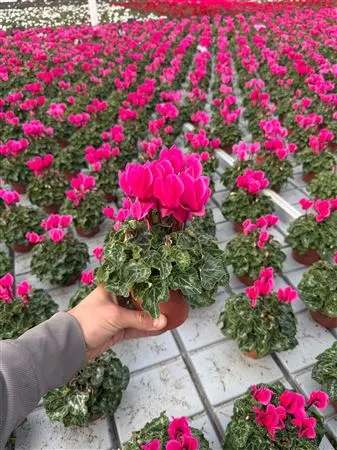 Cyclamen Super Allure Roze črepník 10,5 cm