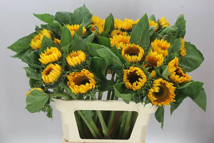 Helianthus Sunrich Up Gold 80 cm