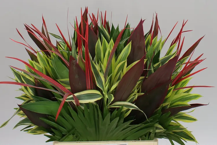 Bouquet 2 - Bird Of Paradise 60 cm
