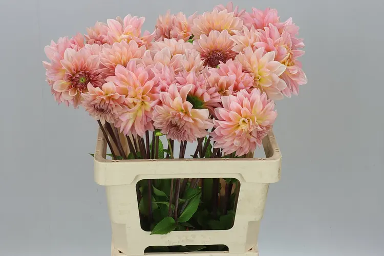 Dahlia Beauty Queen 60 cm