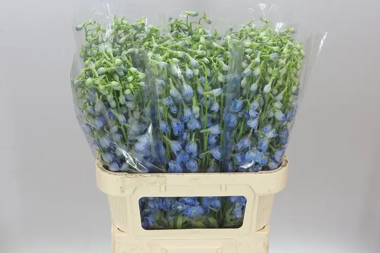 Delph En Sky Waltz 80 cm