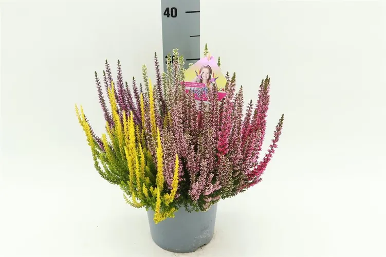 Calluna Beauty Ladies High Five črepník 17 cm