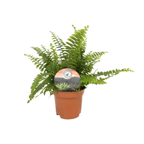Nephrolepis Green Lady črepník 9 cm