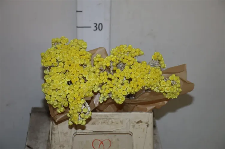 Dried Immortelle 50 cm