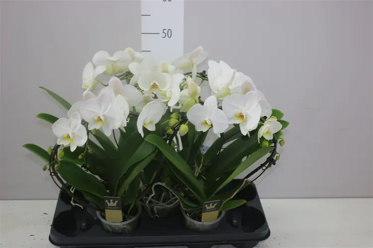 Orchidea Phalaenopsis Mirror biela, 2 výhony črepník 12 cm