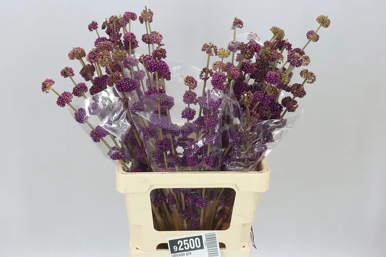 Callicarpa Gira 70 cm