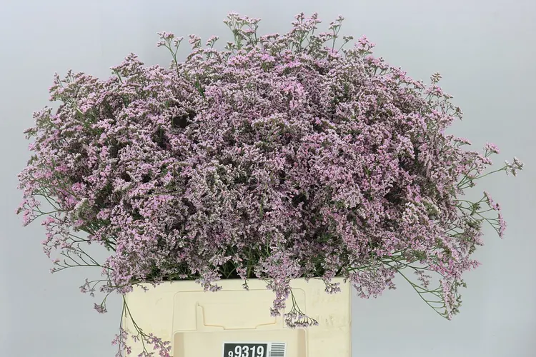 Limónium Saf Oshi Pink 70 cm