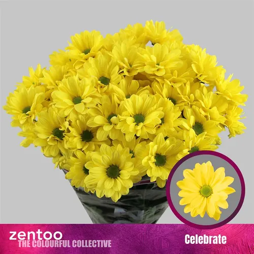 Chr T Celebrate 70 cm