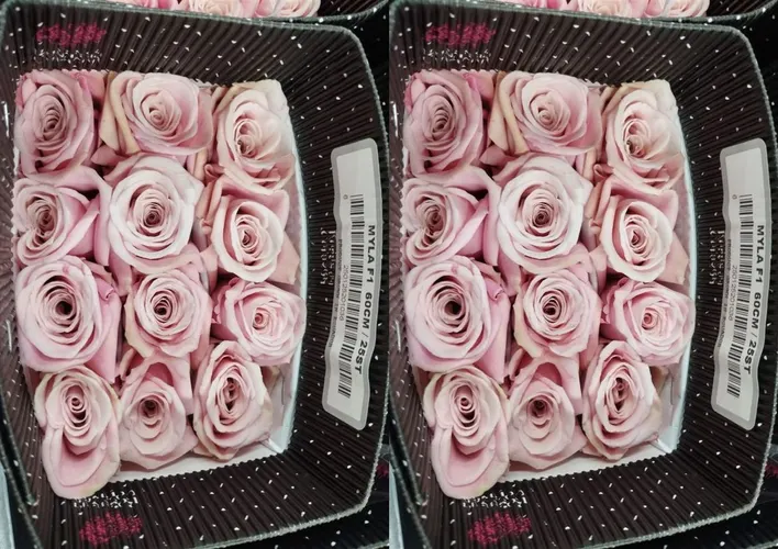 Rosa Gr Ec Myla 60 cm