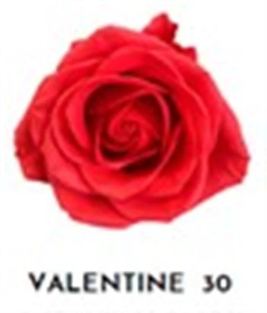 Ruža farbená Valentine 30, Ekvádor 50 cm