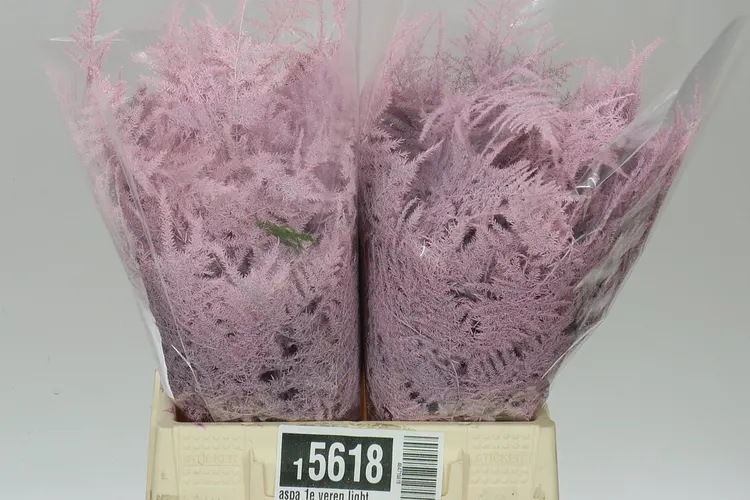 Aspa 1e Veren Light Pink X50 45 cm